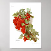 Red Currant 'The Southwell' Poster (Vorne)