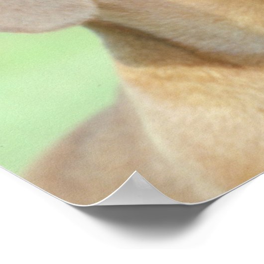 Red Dackel Poster (Ecke)