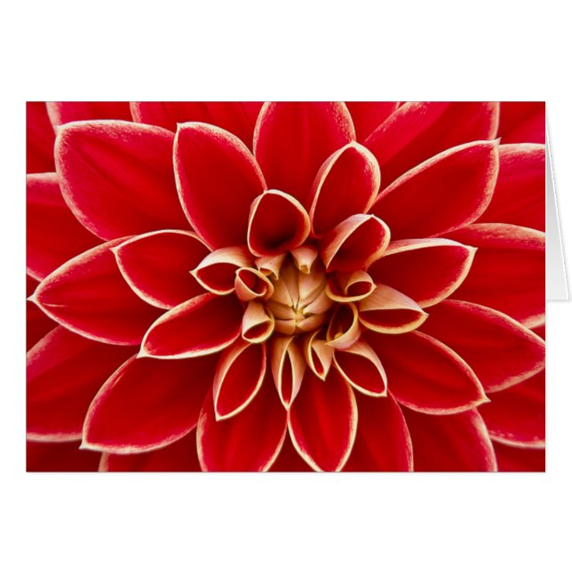 Red Dahlia (Vorderseite (Horizontal))