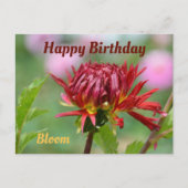 Red Dahlia bereit für Bloom Fotografy Geburtstag Postkarte (Vorderseite)