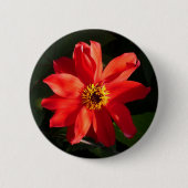 Red Dahlia (Bischof von Llandaff) Button (Vorderseite)