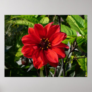 Red Dahlia (Bischof von Llandaff) II Poster