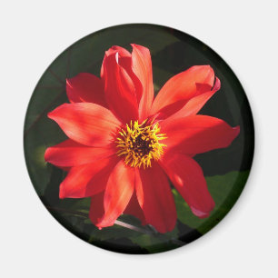 Red Dahlia (Bischof von Llandaff) Magnet