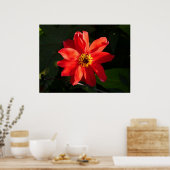 Red Dahlia (Bischof von Llandaff) Poster (Küche)