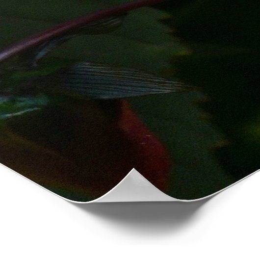 Red Dahlia (Bischof von Llandaff) Poster (Ecke)