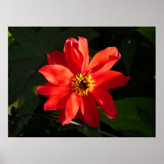 Red Dahlia (Bischof von Llandaff) Poster