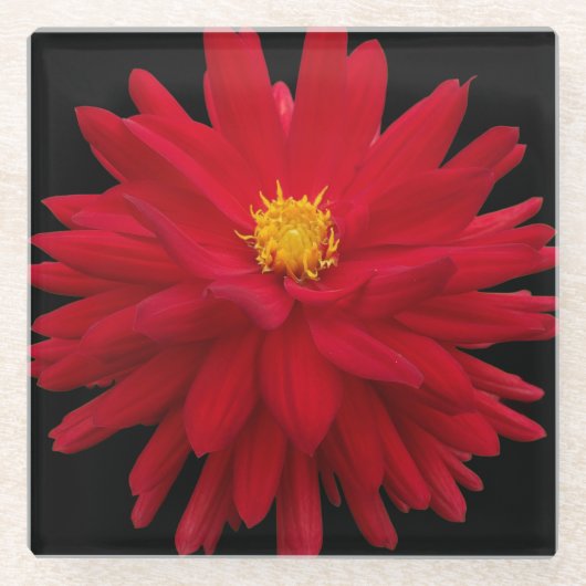 Red Dahlia Bloom auf schwarzer Flora Glasuntersetzer (Vorderseite)