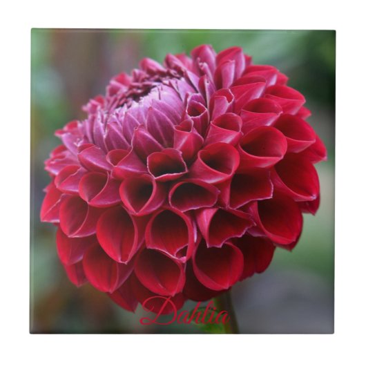 Red Dahlia Bloom Floral Keramik Tile Fliese (Vorderseite)