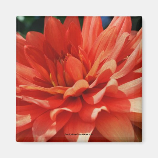 Red Dahlia Blume Foto Magnet (Vorne)