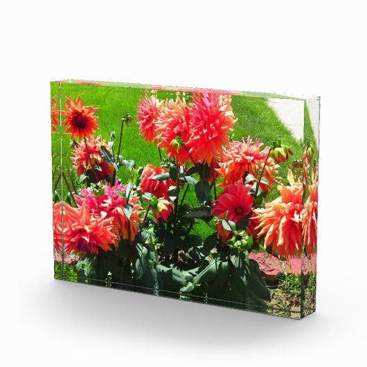 Red Dahlia Blume Fotoblock (Rechts)