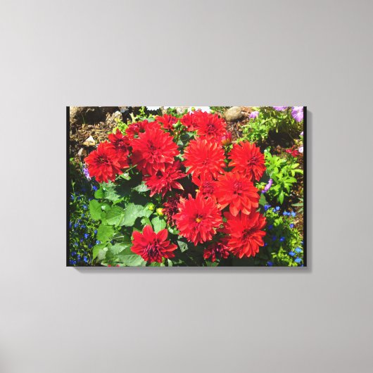 Red Dahlia Blume Leinwand (Vorderseite)