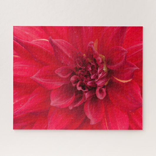 Red Dahlia Blume Puzzle (Horizontal)
