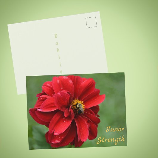 Red Dahlia Blume und Hummel Fotografisch Postkarte