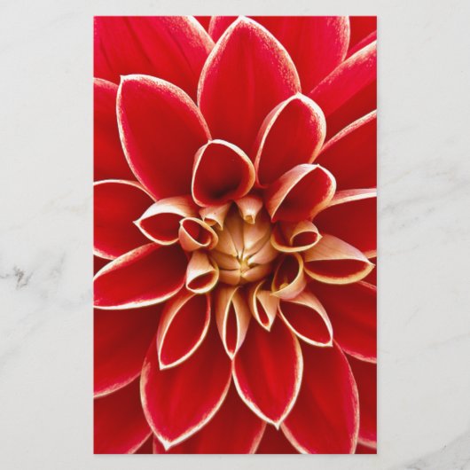 Red Dahlia Briefpapier (Vorderseite)