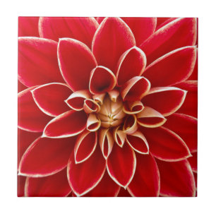 Red Dahlia Fliese