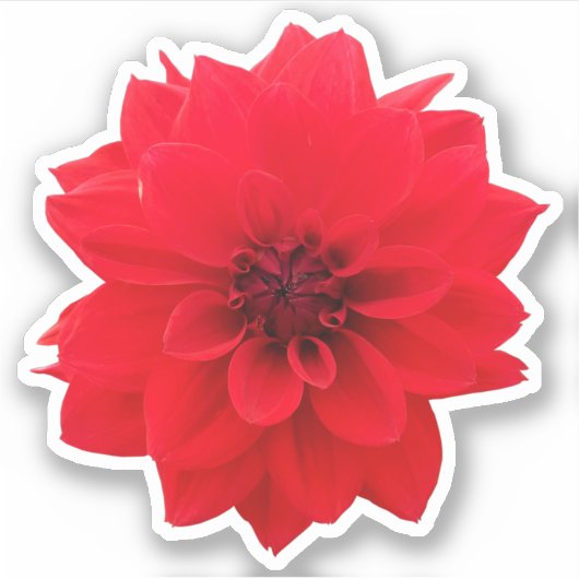 Red Dahlia Floral Aufkleber (Vorderseite)