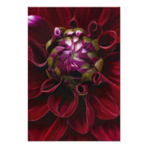 Red Dahlia Foto Print