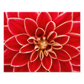 Red Dahlia Fotodruck (Vorne)