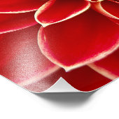 Red Dahlia Fotodruck (Ecke)
