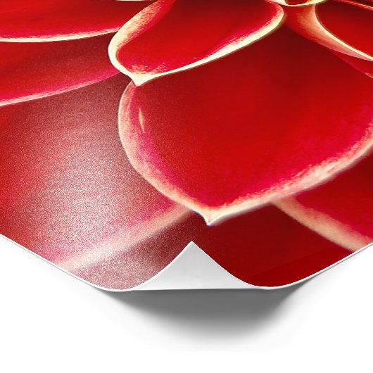 Red Dahlia Fotodruck (Ecke)