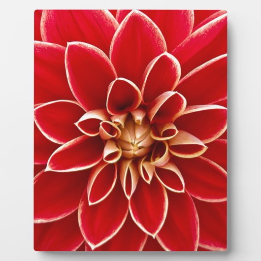 Red Dahlia Fotoplatte (Vorderseite)