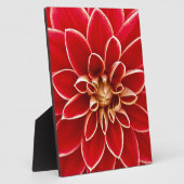 Red Dahlia Fotoplatte (Seite)