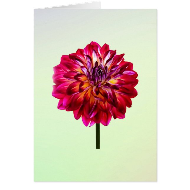 Red Dahlia, gelb gestrichen (Vorne)