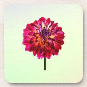 Red Dahlia, gelb gestrichen Getränkeuntersetzer