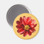 Red Dahlia Magnet (Vorderseite/Rückseite)
