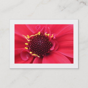 Red Dahlia Nah-up (grenzt) Visitenkarte