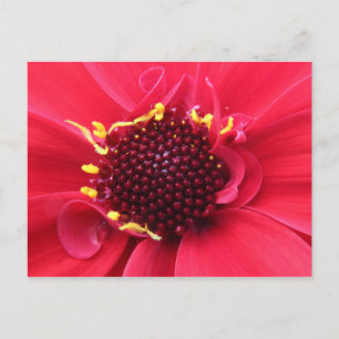Red Dahlia Nah-up Postkarte