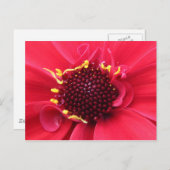 Red Dahlia Nah-up Postkarte (Vorne/Hinten)