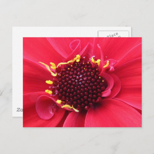Red Dahlia Nah-up Postkarte (Vorne/Hinten)