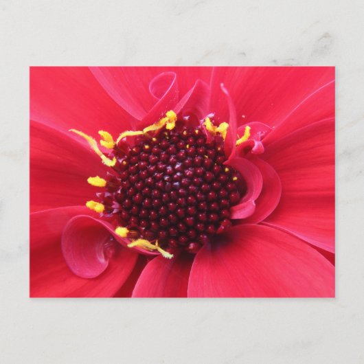 Red Dahlia Nah-up Postkarte (Vorderseite)
