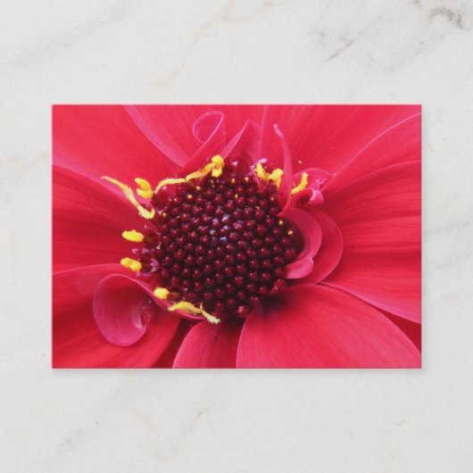 Red Dahlia Nah-up Visitenkarte (Vorderseite)