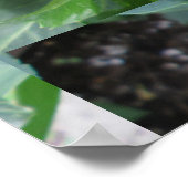 Red Dahlia Pflanze Poster (Ecke)