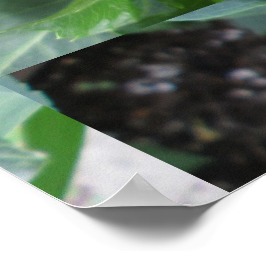 Red Dahlia Pflanze Poster (Ecke)