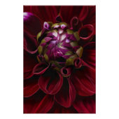 Red Dahlia Poster (Vorderseite)