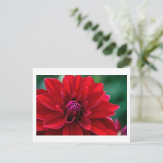 Red Dahlia Postkarte (Stehend Vorderseite)