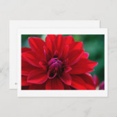 Red Dahlia Postkarte (Vorne/Hinten)