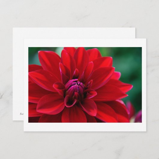 Red Dahlia Postkarte (Vorne/Hinten)