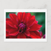 Red Dahlia Postkarte (Vorderseite)
