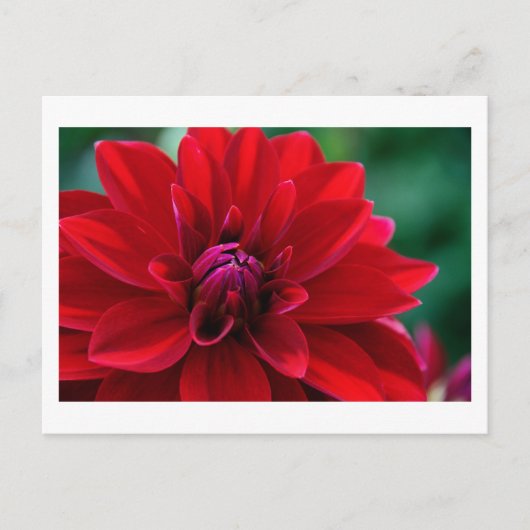 Red Dahlia Postkarte (Vorderseite)