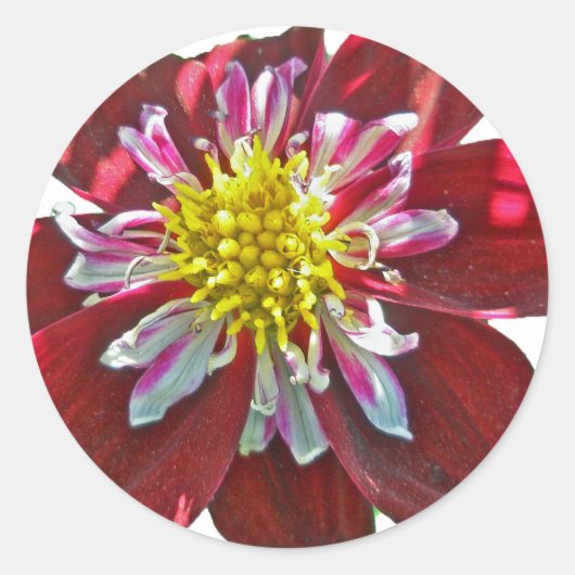 Red Dahlia Sticker (Vorderseite)