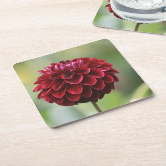 Red Dahlia Untersetzer (angewinkelt)