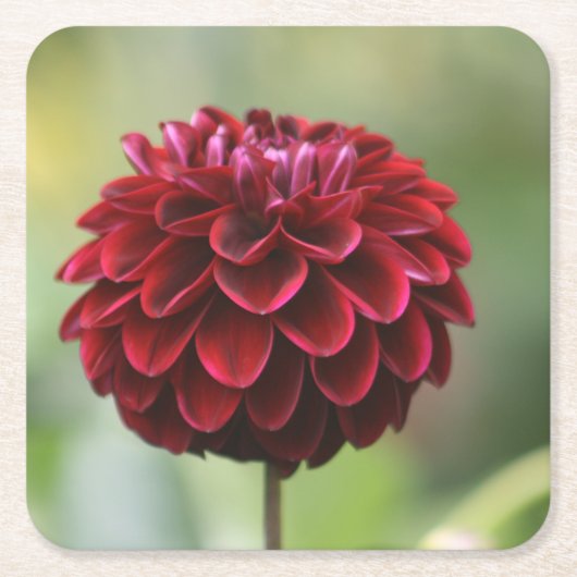 Red Dahlia Untersetzer (Vorderseite)