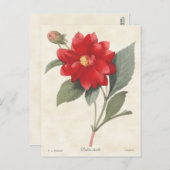 Red Dahlia Vintag Botanische Illustration Postkarte (Vorne/Hinten)
