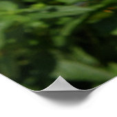 Red Dahlias Poster (Ecke)