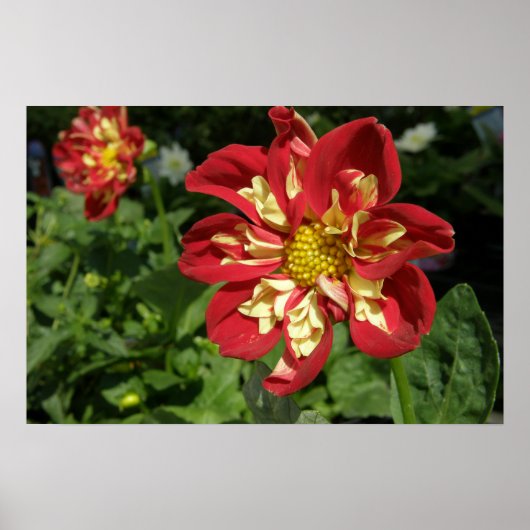 Red Dahlias Poster (Vorne)