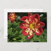 Red Dahlias Postkarte (Vorne/Hinten)